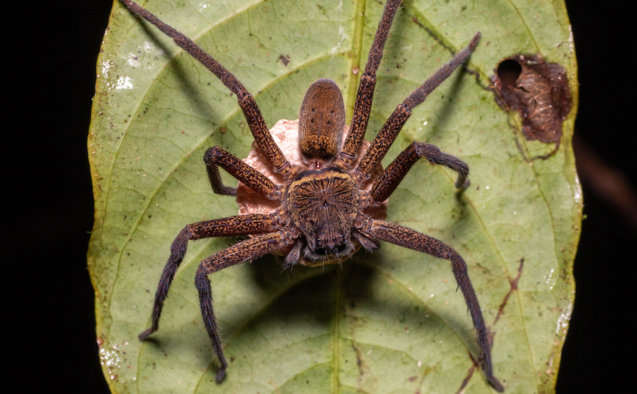 Maloočka (heteropoda maxima)